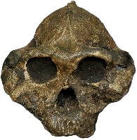Animal skull illustration